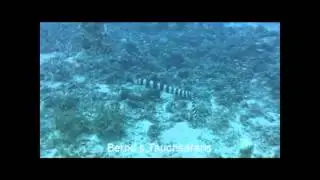 Pamilacan Island und Snake Island - Tauchen und Tauchsafari - Bernds Tauchsafaris - BB Bryan