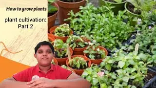How to grow plants| Plantcultivation: part- 2|sciencewith Ayazullah|grow plants at home