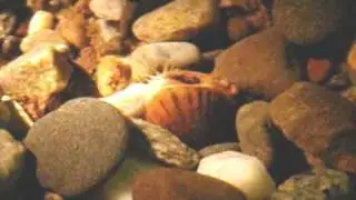 Freshwater Mussel TV - Eastern creekshell (Villosa delumbis) mantle lure display (2)