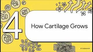 Cartilage | Histology | NotebookLM
