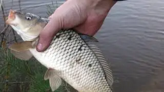 Поклевка карпа на поплавок 2017 . Поклевка карпа весной на мотыля . carp fishing