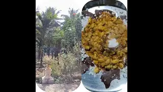 Village vibes# ನಮ್ಮೂರು ನಮಗೆ ಚಂದ #greenery #enjoying moments#my home #ammana kai ruchi# parpu rotti