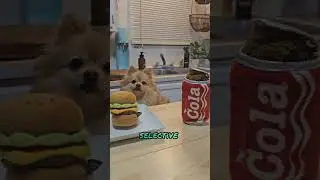 cute pomeranian eyes up a hamburger . #dogtoys by #Petplay discount code: WINRICH15  #dogtube #funny