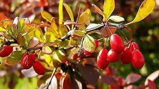 Berberis -Agracejo