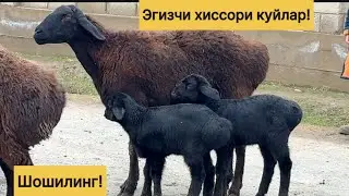 Хиссори Эгизчи куйлар! 908109797☎️ 940749700☎️ 882004293☎️
