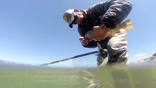 Dream Stream Fly Fishing | Colorado