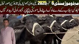 Today Malumor Mandi 6 September 2025 | Nili Ravi Buffalo Jhotyain | Buffalo Mandi Pakistan| Pk Mandi