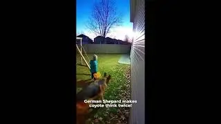Ring camera captures German Shepard protecting child from coyote