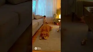 He was the last to notice@ #funny#pets #kids #funnybuttense #fyp
