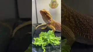 Teasing Dex. Lettuce,no? 🥬 #mypet #reptiles #beardeddragon #lettuce