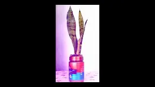 Reuse plastic bottles|snake plant transplant|Indoor plants|how to propagate snake plant| #shorts