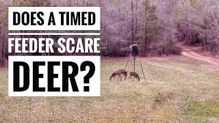 Do Timed Feeders Spook Deer? See for yourself here!
