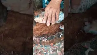 HOW TO CLEAN AND CUT TILAPIA PERFECTLY💯✅✅