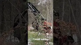 Timber cutting #canadian #canada #toronto #snow #forest #ontario #indian