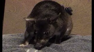 HANTAVIRUS a KILLER Rat Disease