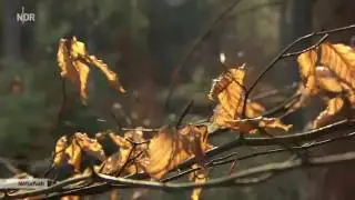 Stille Berge, wilder Fluss die Elbh&ouml;hen [NaturNah] NDR / NEU / HD {10.01.17}