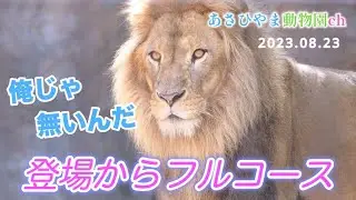 【主導権は誰？】ファミリーの魅力満載。結局主導権を握っているのはイオだった。旭山動物園ライオン