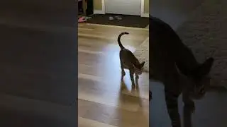 #kittyfun🥰