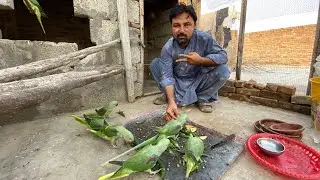 Morning Foods for Raw parrots 🦜😍 