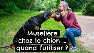 Muselière chez le chien … quand l’utiliser ? 🐶