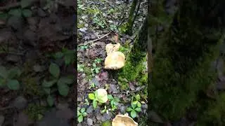 Boreal Mushrooms Abound