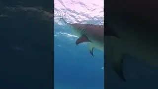 Filming big sharks in low visibility