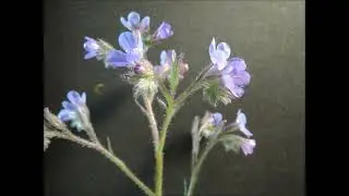 Anchusa azurea 1