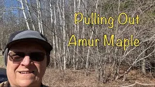 Pulling Out Amur Maple