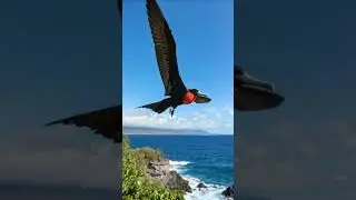 A male Magnificent Frigatebird (Fregata magnificens). #birdingparadise #beautifulbirds #naturelovers