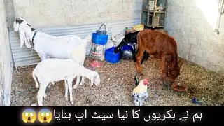 aaj ham na Pani bakriyon ka new setup banaya | chat pe farm | vlogs