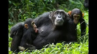 Chimpanzee Tracking Experience - Weismann Safaris