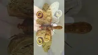 Odd looking insect 🤔#insects #nature #entomology #shorts