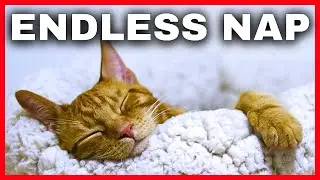 Why Your House Cat Sleeps So Much 🐈 💤 (And When It&rsquo;s Totally Normal)
