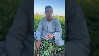 الكيلو هيبقى بـ10 جنيه   سر ظهور البطاطس الحمراء في حقول المنيا   شوف الفلاحين عملوا إيه