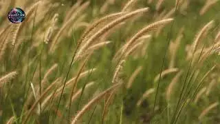 Gentle Grass Waves 🌱💨 & Potassium Iodide Frequency 🌿 | 30-Minute Relaxation