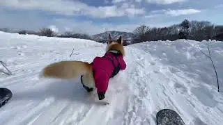 2025 12 27 コーギー姉妹の初すべり