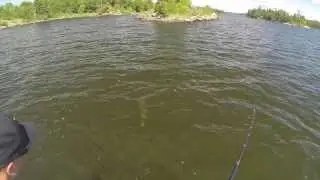 John Wahlstrom Canada Musky (Figure 8)