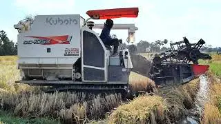Nice harvesting of the drivers, Harvesting rice 🌾 _Kubota DC105X