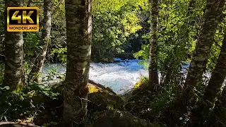 [1 Hour] Fast-running Creek Sounds & Bird Songs | Relaxing Nature Sounds | BC, Canada