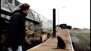 Chased By Angry Sea Lion | Blue Planet II Behind The Scenes