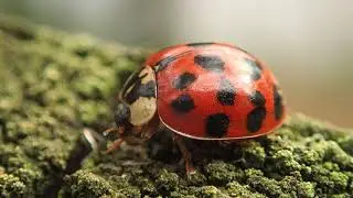 Ladybird having a wash