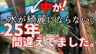 池の水が綺麗にならない#錦鯉 #koifish #koi