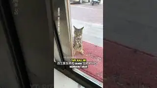 Kucing jalanan itu membawa anak-anaknya ke sebuah toko
