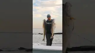 INSANE inshore bite! #redfish #redfishing