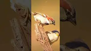 Why This Bird Go Upto 30km For Water?😱 || #factshorts #facts #shorts