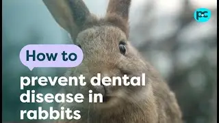 How to prevent dental disease in #rabbits  | PET CIRCLE