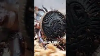 Head Of This Spider 🙂