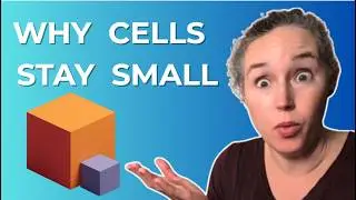 Surface Area to Volume Ratio Explained | Why Small Cells Are More Efficient | AP Biology