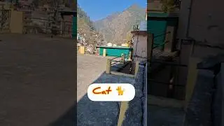 पहाड़ी बिल्ली 🐈#viralvideo #cat#animals #tranding  #catshorts #catvideos #catlovers #catlife #