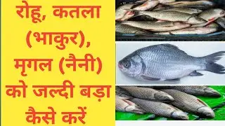 rohu catla mrigal fish farming | रोहू कतला मृगल मछली पालन | machli palan